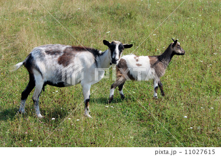 Goat and kid on the pasture Goat and kid on the pasture 11027615