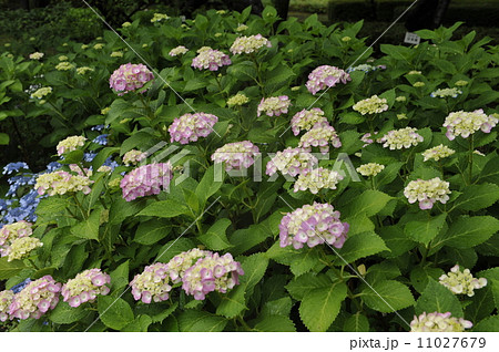 紫陽花 11027679