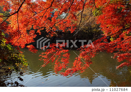 井の頭公園の紅葉 11027684
