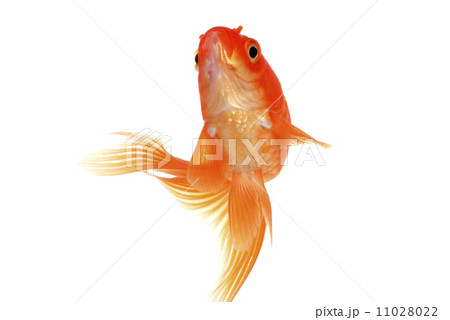 金魚 金魚 11028022