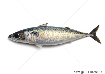 ゴマサバ 11028164