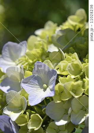 アジサイ(紫陽花) アジサイ(紫陽花) 11028236