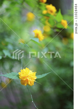 八重山吹 11028464