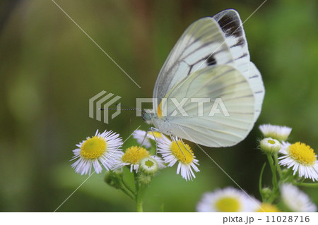 モンシロチョウ モンシロチョウ 11028716