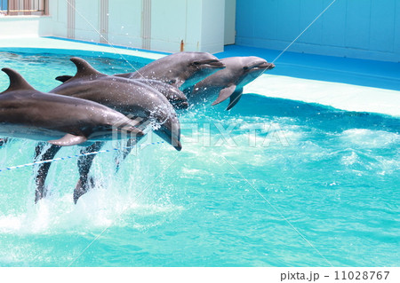 イルカショー イルカショー 11028767
