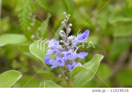 ハマゴウ 11029016