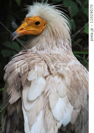 エジプトハゲワシの写真素材