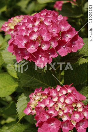アジサイ　08 11029135