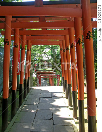 花園稲荷神社の稲荷坂(東京都台東区上野公園) 花園稲荷神社の稲荷坂(東京都台東区上野公園) 11029173