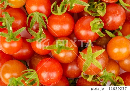 tomato vegetable . tomato vegetable . 11029237