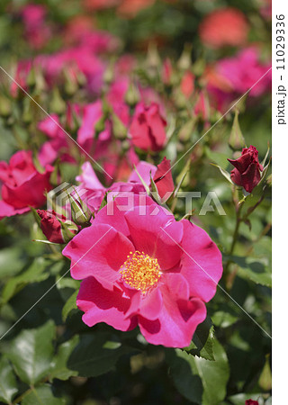 プレイガール(バラ) プレイガール(バラ) 11029336