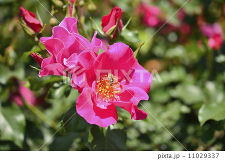 プレイガール（バラ）とミツバチ 11029337