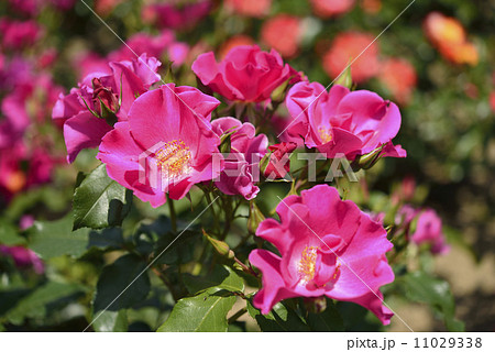 プレイガール バラ の写真素材