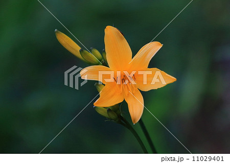 日光キスゲ 11029401