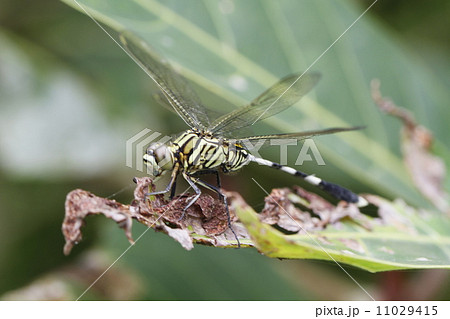 dragonfly dragonfly 11029415