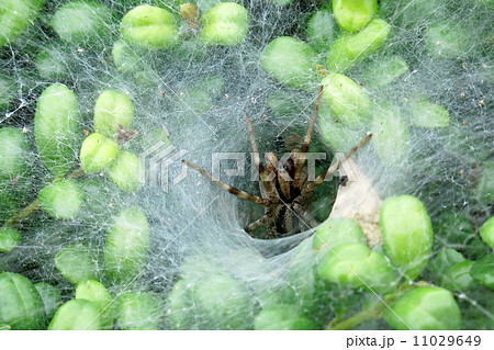 クサグモの巣 11029649