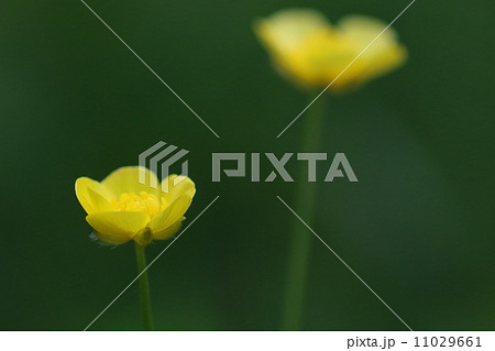 ウマノアシガタ ウマノアシガタ 11029661