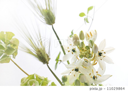 花 植物 フラワーアレンジメント 生け花 生花 お花 春 切花 花束 新緑 緑の葉 青麦 緑の の写真素材