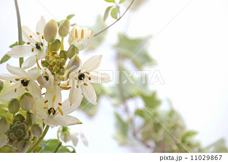 花 植物 フラワーアレンジメント 生け花 生花 お花 春 切花 花束 新緑 緑の葉 青麦 緑の の写真素材 11029867 Pixta