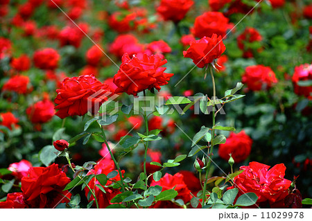 赤いバラ 11029978
