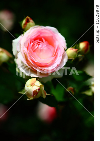 薄ピンク色のバラ 11029979