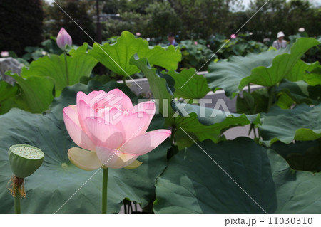 蓮 11030310