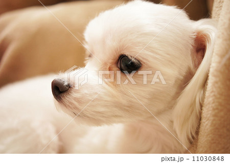 まったり～くつろぐマルチーズ 11030848