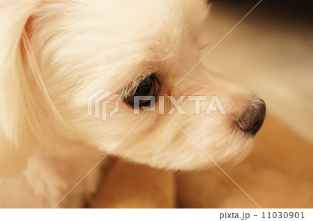 かわいいマルチーズ かわいいマルチーズ 11030901