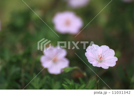 フウロソウ 11031342