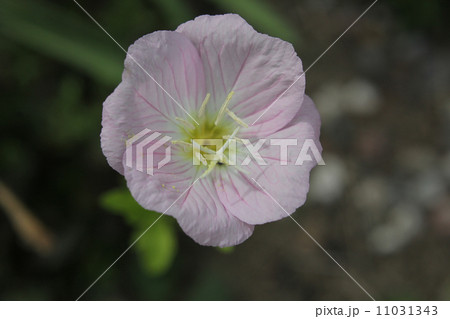 ヒルザキツキミソウ ヒルザキツキミソウ 11031343