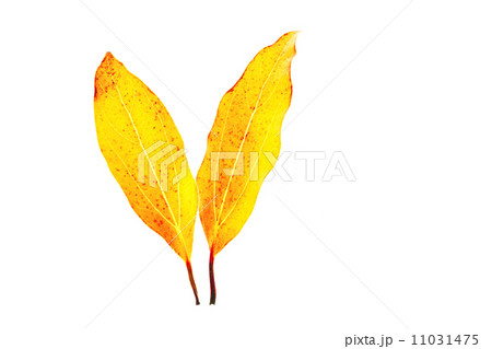 黄色の落葉 11031475
