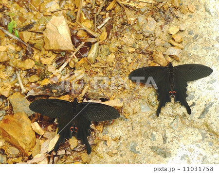 オナガアゲハ オナガアゲハ 11031758