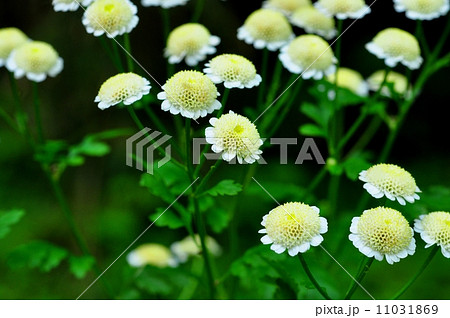 ポンポン小菊 ポンポン小菊 11031869