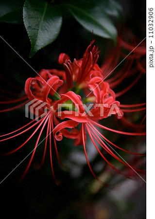 路地に咲く彼岸花 11032906