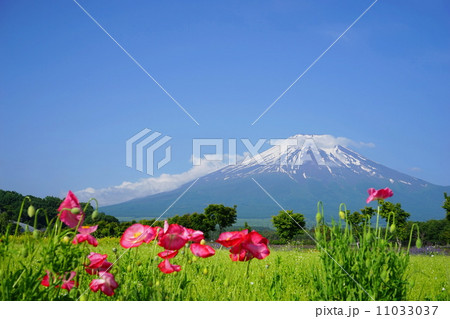 6月風景・富士山534シャーレーポピー 6月風景・富士山534シャーレーポピー 11033037