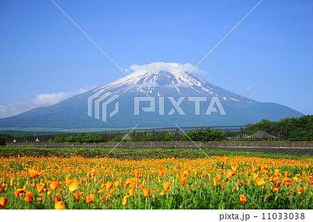 6月風景・富士山533カリフォルニアポピー 11033038