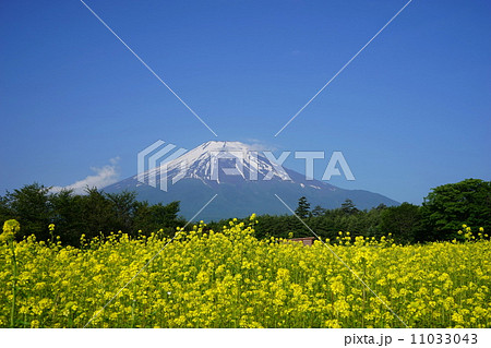 6月風景・富士山528キガラシ 11033043
