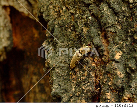 フタモンウバタマコメツキ フタモンウバタマコメツキ 11033212