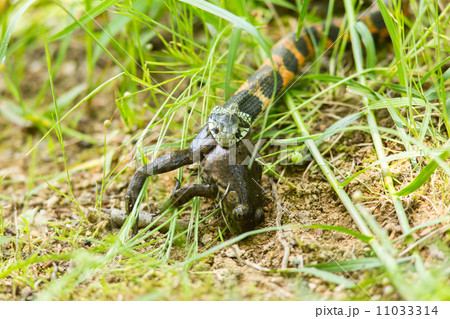 カエルを捕食するヤマカガシ 11033314