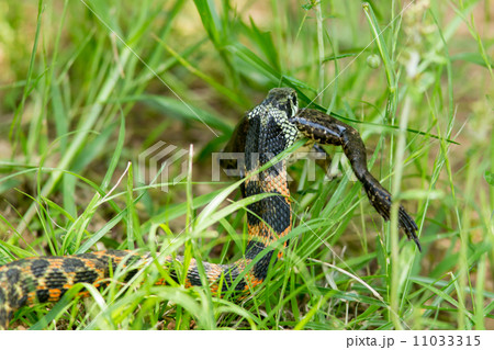 カエルを捕食するヤマカガシ カエルを捕食するヤマカガシ 11033315
