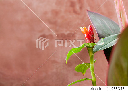 Indian Head Ginger Flower 11033353