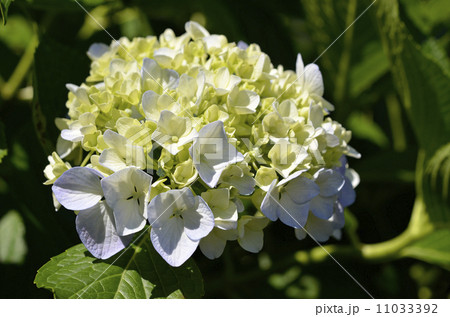 アジサイ(紫陽花) アジサイ(紫陽花) 11033392