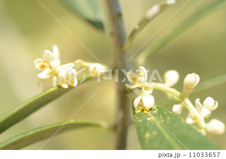 オリーブの花 オリーブの花 11033657