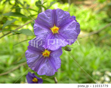 ナス科のソラナムラントネッティの紫色の花の写真素材