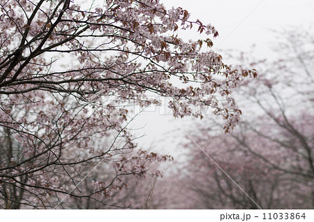 雨天の桜 11033864