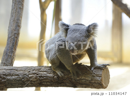 コアラ 11034147