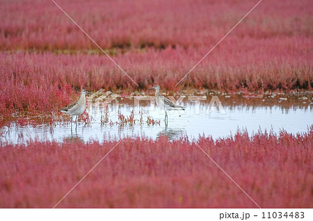 サンゴソウとエリマキシギ 11034483