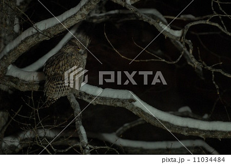 野生のシマフクロウ 野生のシマフクロウ 11034484