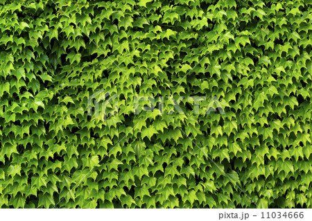 新緑の蔦 11034666