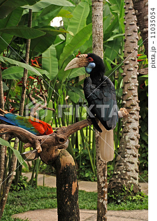 Wreathed hornbill on the branch in rainforest 11035054